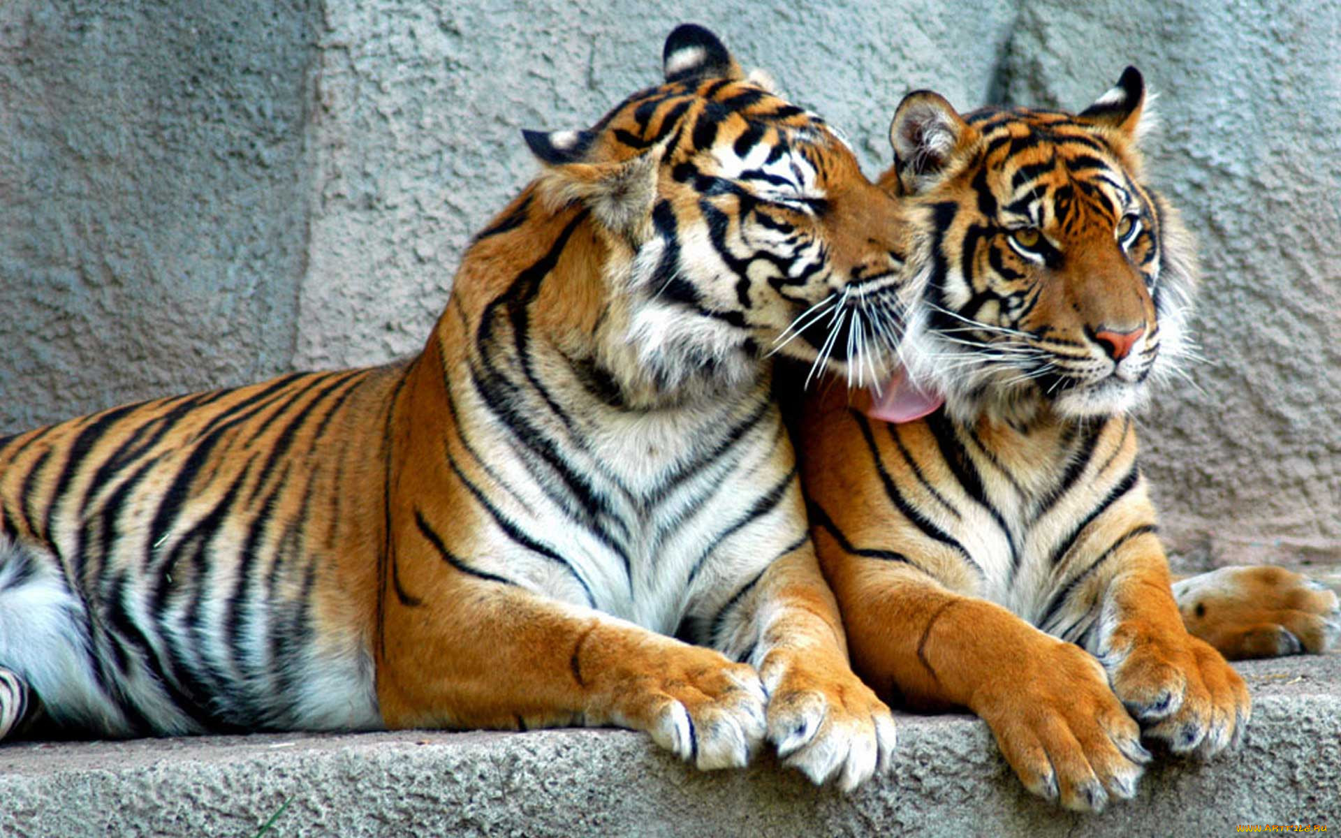 Заставки красивые тигры. Красивый тигр. Тигр и тигрица. Пара тигров. Картинки на рабочий стол тигр.
